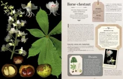 100 Plants That Heal