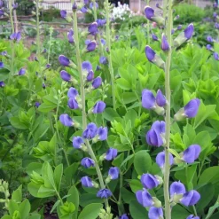 Blue False Indigo Seed Pack