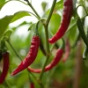 Cayenne Pepper Seed Pack