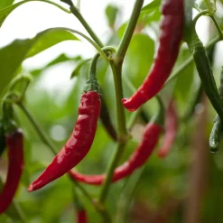 Cayenne Pepper Seed Pack