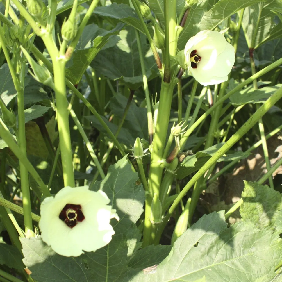 Cow Horn Okra Seed Pack