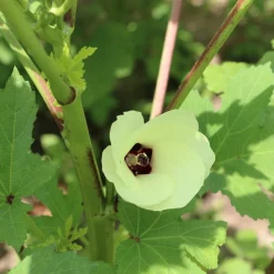 Cow Horn Okra Seed Pack