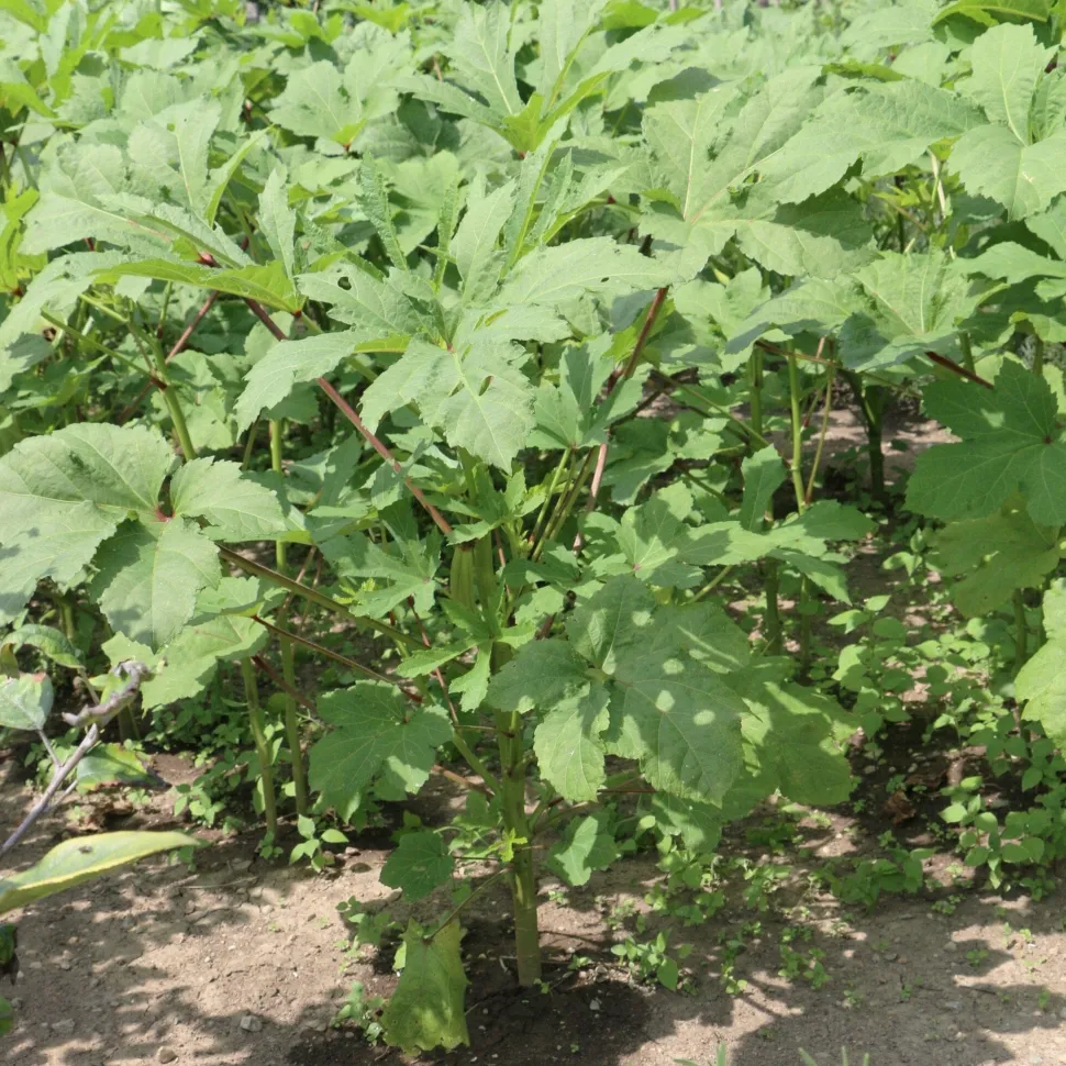 Cow Horn Okra Seed Pack