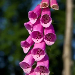 Foxglove Seed Pack