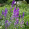 Larkspur Seed Pack