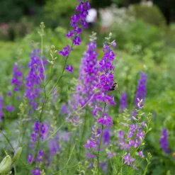 Larkspur Seed Pack