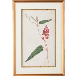 Native Lilac Botanical Print