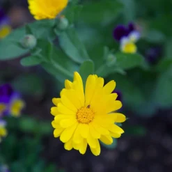 Pot Marigold Seed Pack