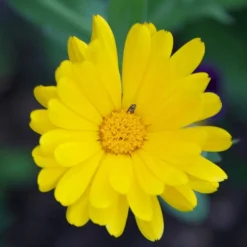 Pot Marigold Seed Pack