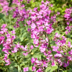 Silver Dollar Plant Seed Pack