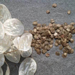 Silver Dollar Plant Seed Pack