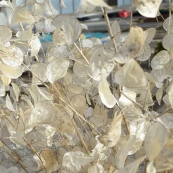 Silver Dollar Plant Seed Pack