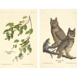 The Birds of America